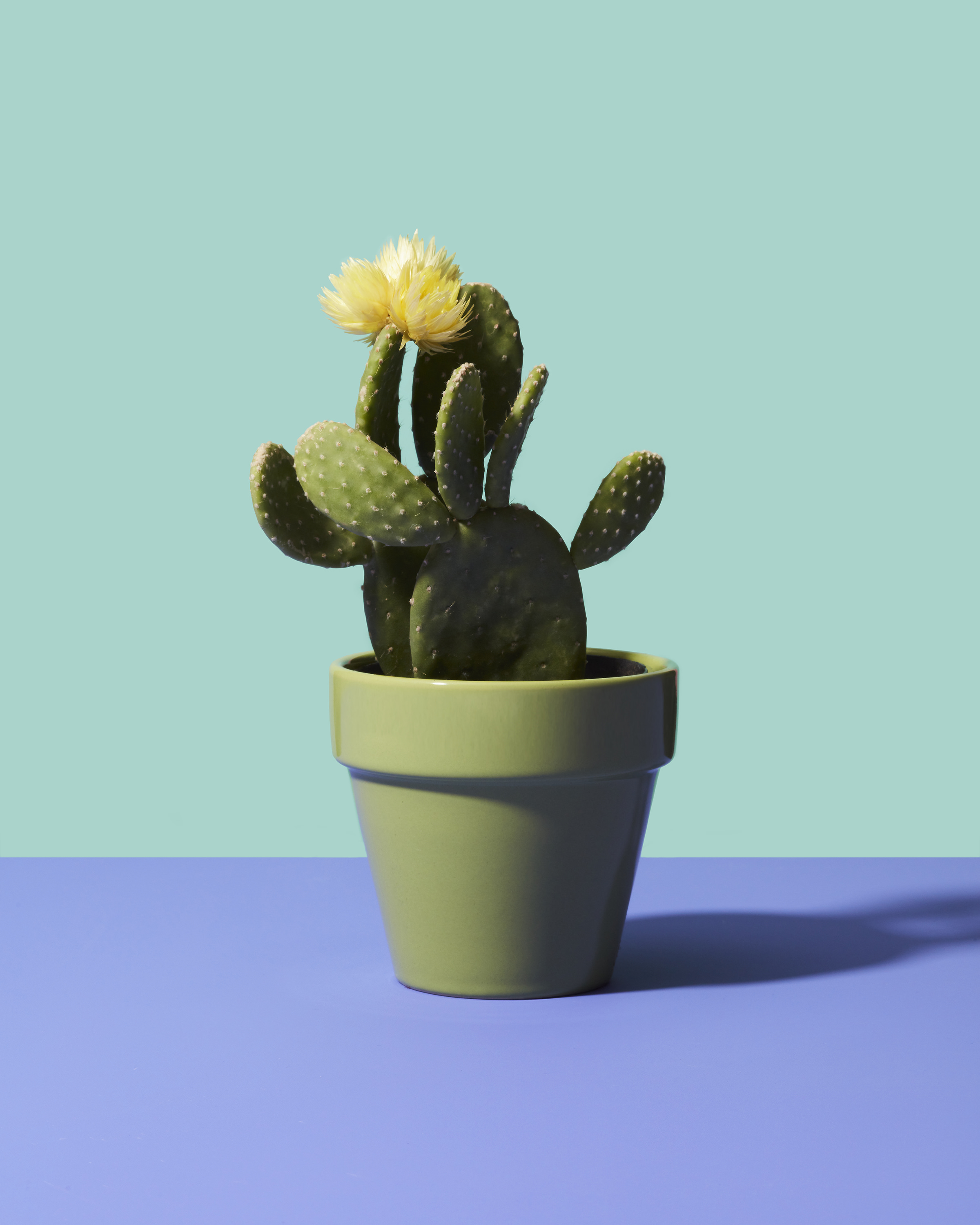 CONFETTI CACTUS 8223