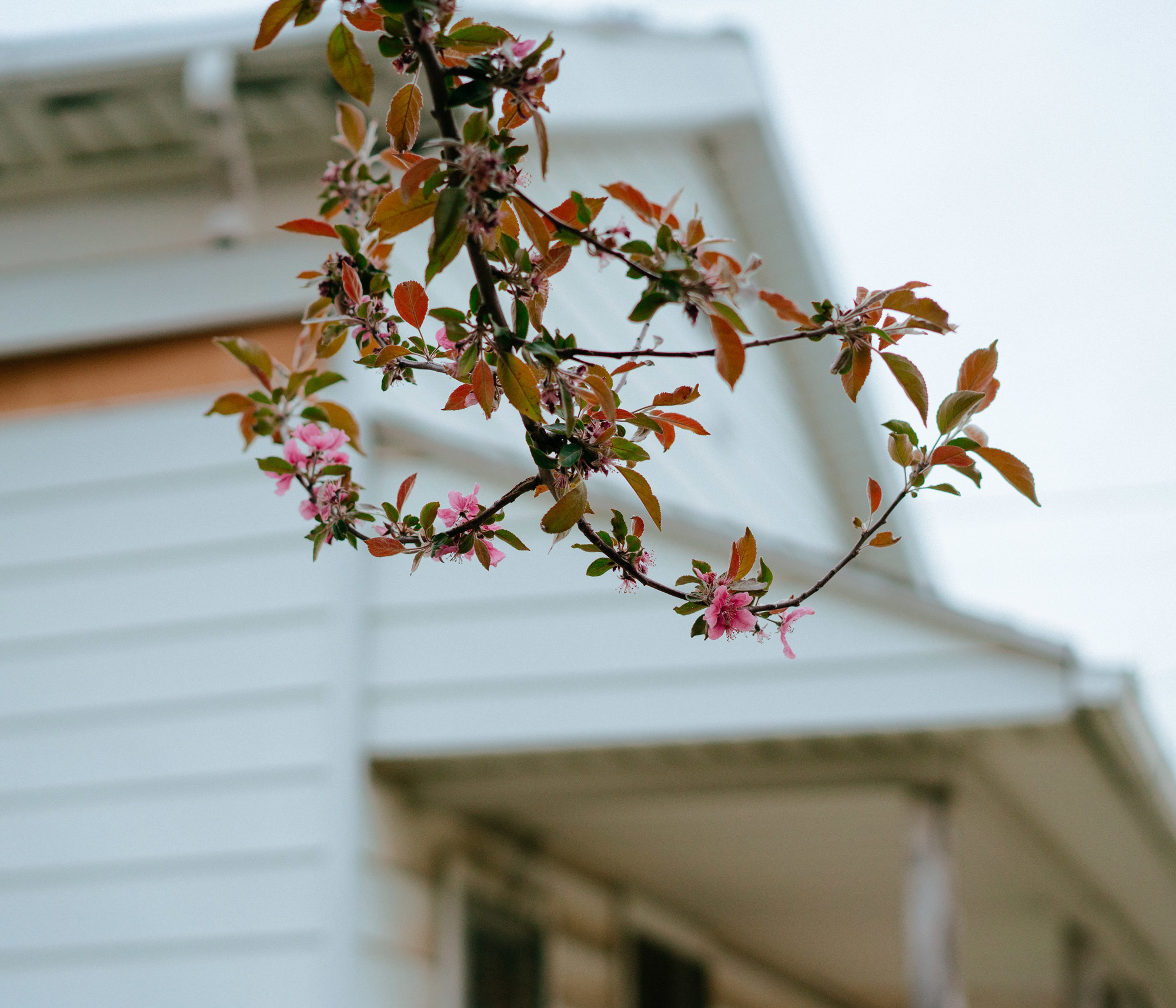 Flowers Colder v2